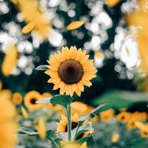 Meet your Posher, Norah